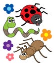 Various bugs collection Royalty Free Stock Photo