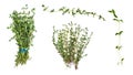 Various bunches and twigs of fresh thyme herb Royalty Free Stock Photo