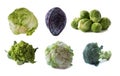 Various cabbages isolated on white background. Brussels sprouts, broccoli, cabbage Romanesco, cauliflower, white cabbage on white.