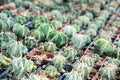 Various cacti in the flowerpots Royalty Free Stock Photo