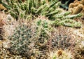 Various cacti mix, gardening theme Royalty Free Stock Photo