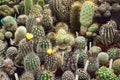 Various cacti mix Royalty Free Stock Photo