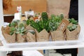 Various cacti and succulents in decorative kraft packages