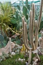 Various cactus in a conservatory glasshouse. Succulents in desert greenhouse planted in a botanical garden Royalty Free Stock Photo