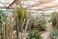 Various cactus in a conservatory glasshouse. Succulents in desert greenhouse planted in a botanical garden Royalty Free Stock Photo