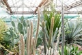 Various cactus in a conservatory glasshouse. Succulents in desert greenhouse planted in a botanical garden Royalty Free Stock Photo