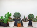 Various cactus. Different kind of cactus plant on wooden shelf Royalty Free Stock Photo