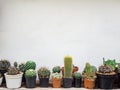 Various cactus. Different kind of cactus plant on wooden shelf Royalty Free Stock Photo