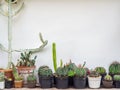 Various cactus. Different kind of cactus plant on wooden shelf Royalty Free Stock Photo