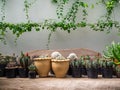 Various cactus. Different kind of cactus plant on wooden shelf Royalty Free Stock Photo