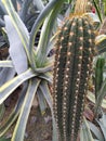 Various cactus in a glass greenhouse for protection in Botanical Garden of the City of Kyiv Royalty Free Stock Photo