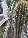 Various cactus in a glass greenhouse for protection in Botanical Garden of the City of Kyiv Royalty Free Stock Photo