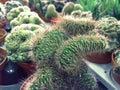 Various cactus in a glass greenhouse for protection in The Conservatory and Botanical Garden Royalty Free Stock Photo