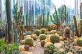 Various cactus in a glass greenhouse for protection Royalty Free Stock Photo