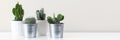 Various cactus house plants in different pots against white wall. Banner with copy space. Royalty Free Stock Photo