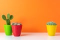 Various cactus plants in different pots on bright background. Minimal composition Royalty Free Stock Photo
