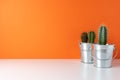 Various cactus plants in different pots on bright background. Minimal composition Royalty Free Stock Photo
