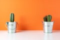 Various cactus plants in different pots on bright background. Minimal composition Royalty Free Stock Photo