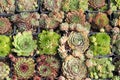 Various cactus plants