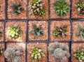 Various cactus plants ,small cactus