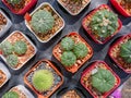 Various cactus plants ,small cactus