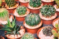 Various cactus plants ,small cactus