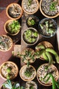 Various cactus plants, Top view