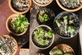 Various cactus plants, Top view