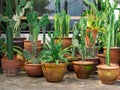 Various cactus. Plenty, lot of cacti plants in pots, outdoor