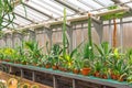 Various cactus in pots, glass greenhouse for protection in The Conservatory and Botanical Garden Royalty Free Stock Photo