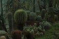 Various cactus species found and brought together in a special room in the Botanical Garden in Cluj Napoca