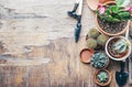 Various cactus and succulent plant in clay pot and gardening tool on vintage wooden background from above