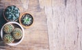 Various cactus and succulent plant in clay pot on vintage wooden background from above. Houseplant growing hobby and spring