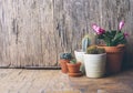 Various cactus and succulent plant in clay pot on vintage wooden background. Houseplant growing hobby and spring gardening at home