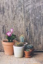 Various cactus and succulent plant in clay pot on vintage wooden background. Houseplant growing hobby and spring gardening at home