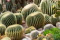 Various cactuses