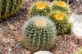 Various cactuses