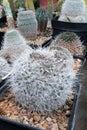 Various cactuses of Rebutia and Mammillaria family placed in plastic flower pots