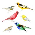 Various cartoon summer birds collection natural watercolor illustration