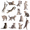 Cats or kittens isolated collection Royalty Free Stock Photo