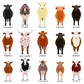 Cattle chart with breeds name Royalty Free Stock Photo