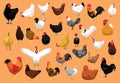 Various Chicken Breeds Poultry Cartoon Vector Illustration Royalty Free Stock Photo