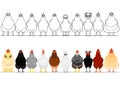 Various chicken in a row