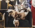 Christmas decorations on a couch in a shop Royalty Free Stock Photo