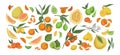 Various citrus colorful fruit set hand drawn illustration. Collection of different vintage drawing fruits and leaves