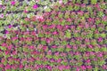 Various color flower background wall Royalty Free Stock Photo
