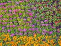 Various color flower background wall Royalty Free Stock Photo