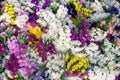 Various color of flowers wavyleaf sea lavender