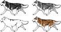 Various color options for the Huskies Royalty Free Stock Photo