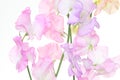 Various color of sweetpea in a white background Royalty Free Stock Photo